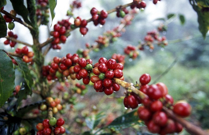 The World's Best Coffee Growing Regions & Their Flavor Profiles