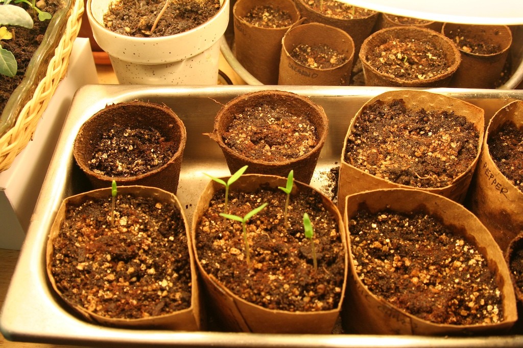 coffee compost